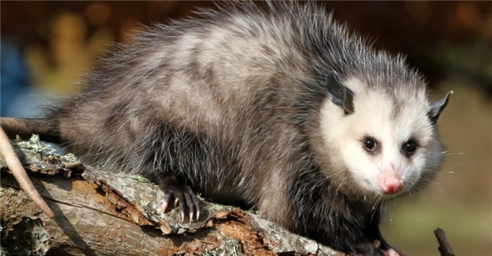 Craziest Animal Adaptations: Opossum