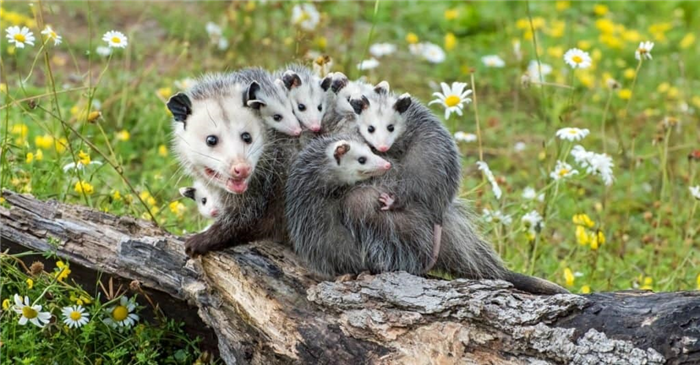 Happiest Animals: Opossum