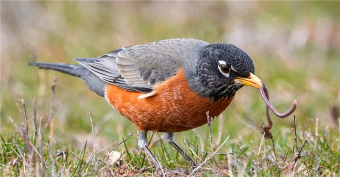 What Do Robins Eat