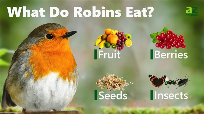 What Do Robins Eat