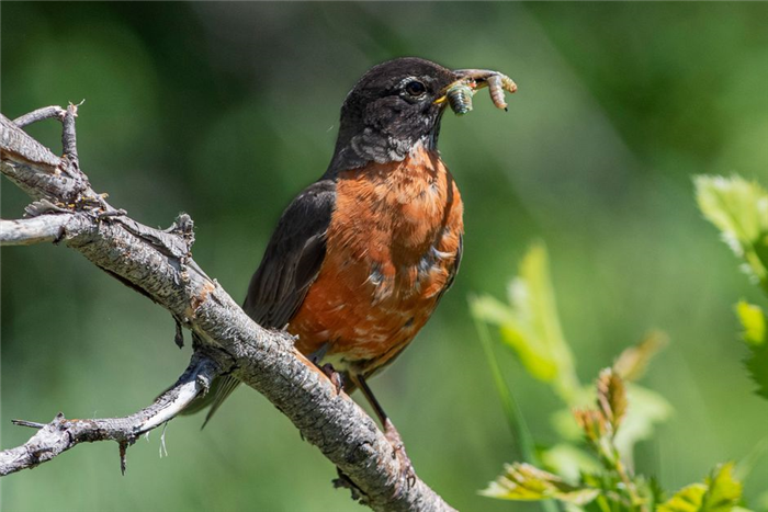 robin eating a worm