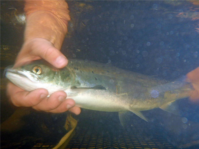 salmon being held by human hand