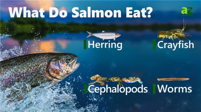 What Do Salmon Eat