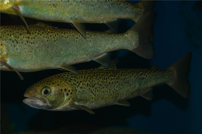 several salmon swimming