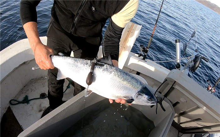 Person holding salmon with satellite tag