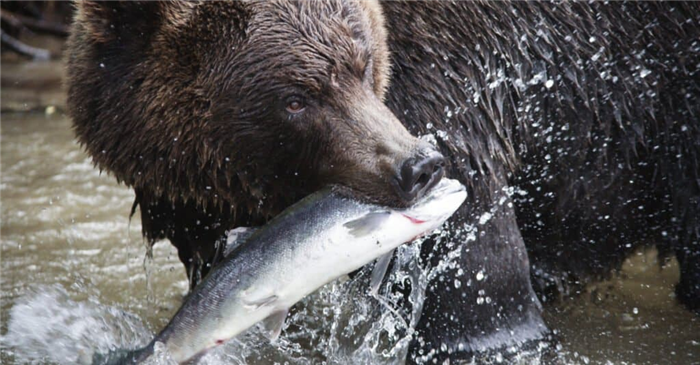 What do grizzly bears eat - eating a salmon