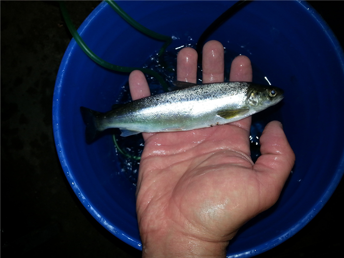 hand holding young salmon over bucket