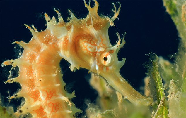 what do seahorses eat