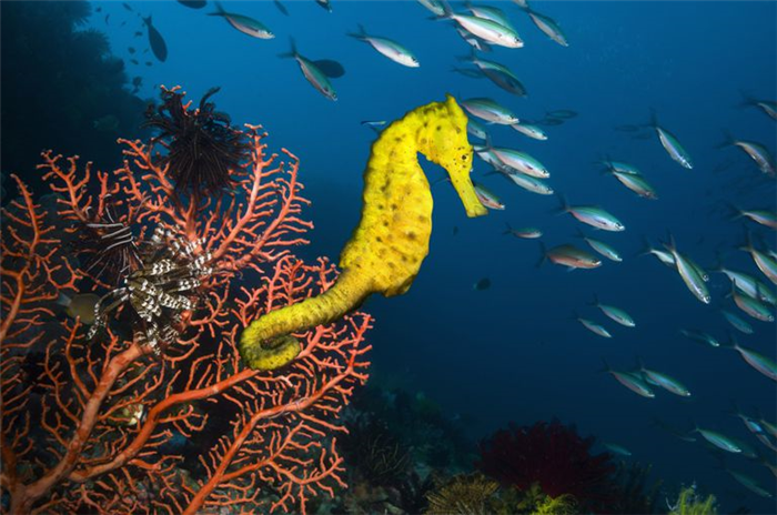 A bright yellow Sea horse on gorgonian sea fan coral