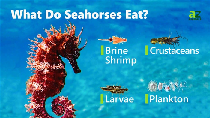 What Do Seahorses Eat