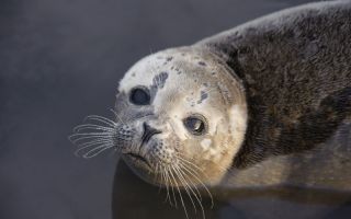 A new flu virus has killed harbor seal pups. 