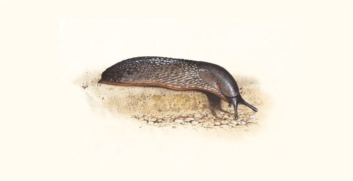 Slug