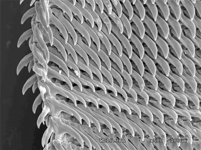 SEM image of marginal radular teeth Limacus sp.