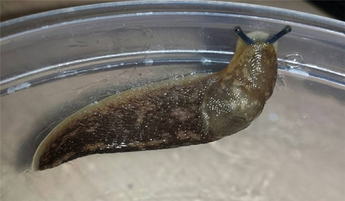 Limacus sp., non-native slug found in Los Angeles by Cedric Lee.