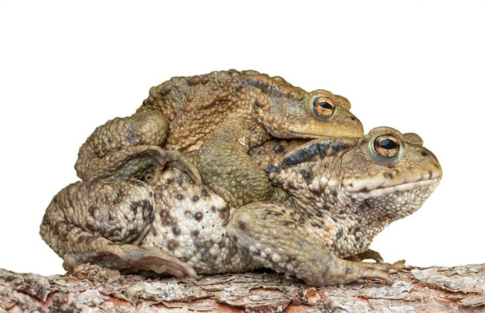 Piggyback toads