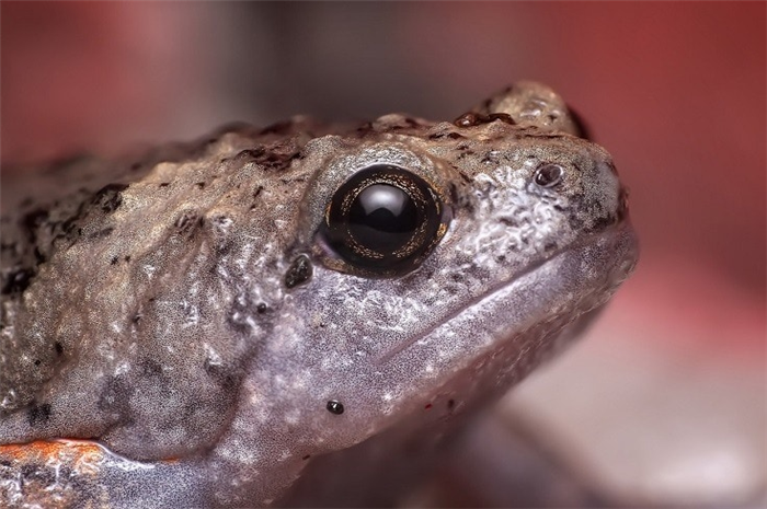 Toad close up