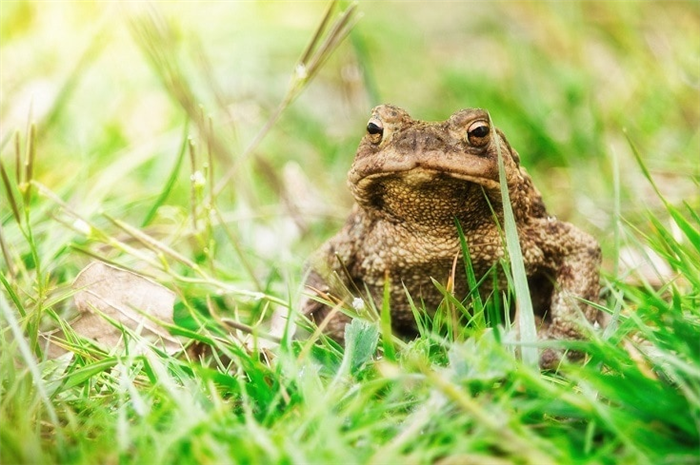 Common toad