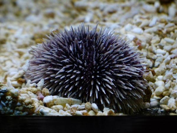 What do Starfish Eat? - Starfish Diet - What do sea urchins eat?