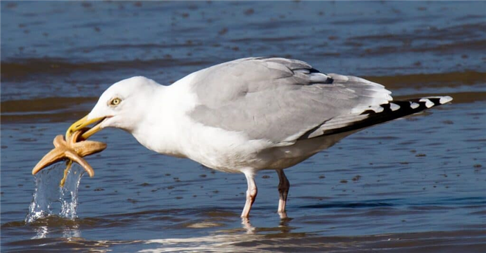 seagull-eating-starfish