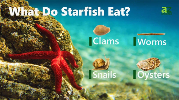 What Do Starfish Eat