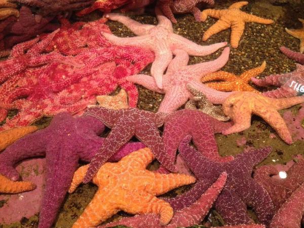 What do Starfish Eat? - Starfish Diet - How do starfish move?