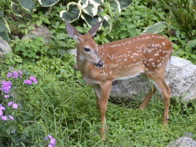 A The 4 Best Deer Repellents: Reviewed and Ranked