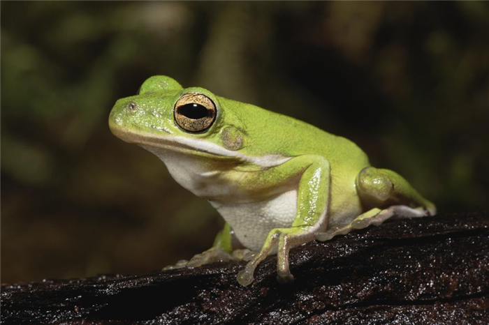 Green Tree Frog