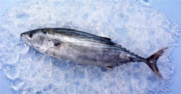 Skipjack Tuna on ice