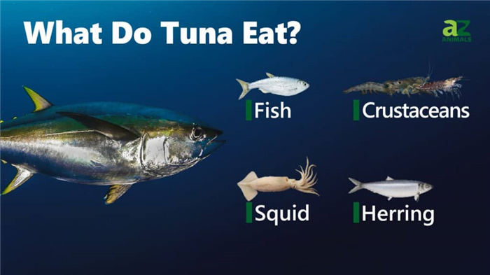 What Do Tuna Eat