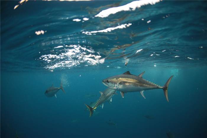 atlantic bluefin tuna eat in gulf of mexico