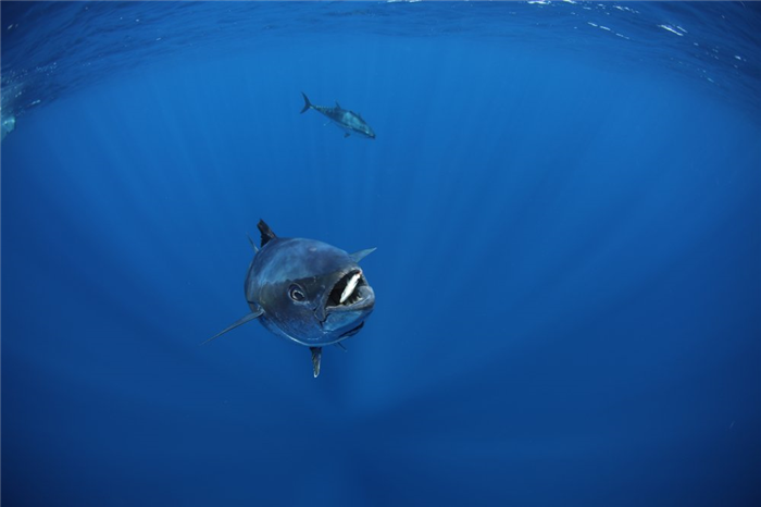 bluefin tuna eat and hunt sardines