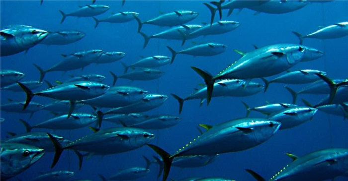 Group of giant tuna