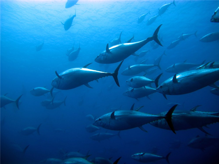 juvenile bluefin tuna eat zooplankton in diet