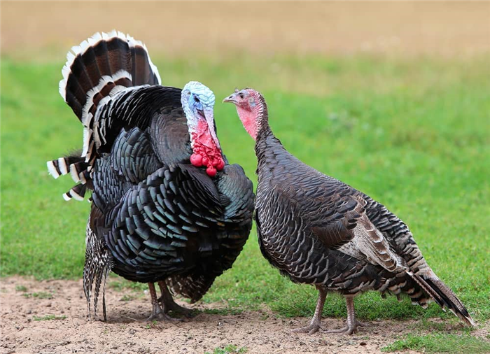 raising backyard turkeys