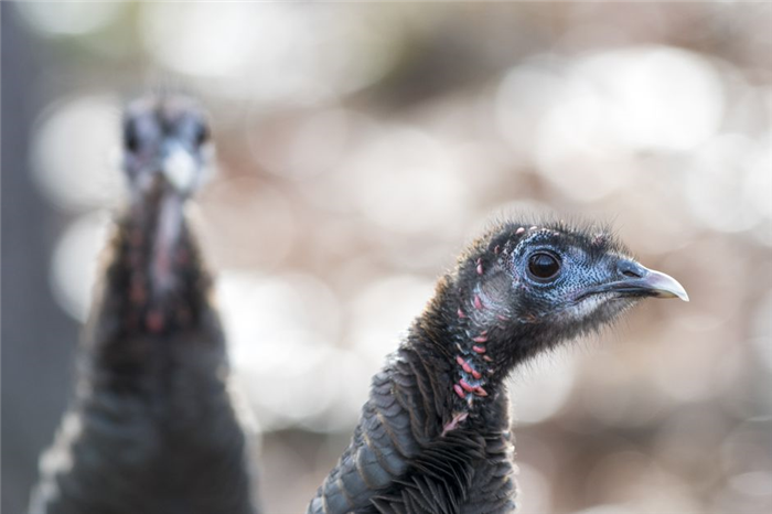 wild turkeys