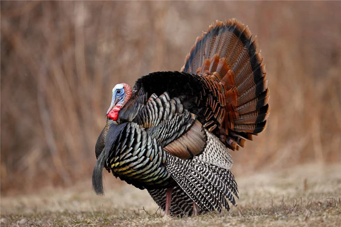 advantages of raising backyard turkeys