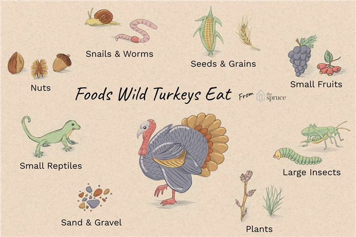 Illustration of wild turkey and various plants and insects