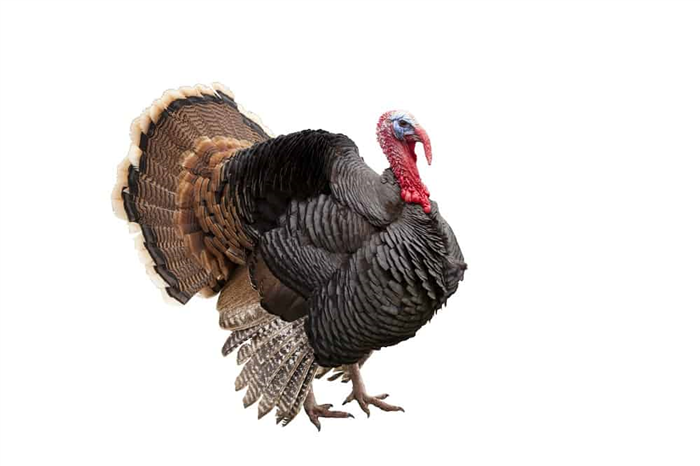 what do turkeys eat