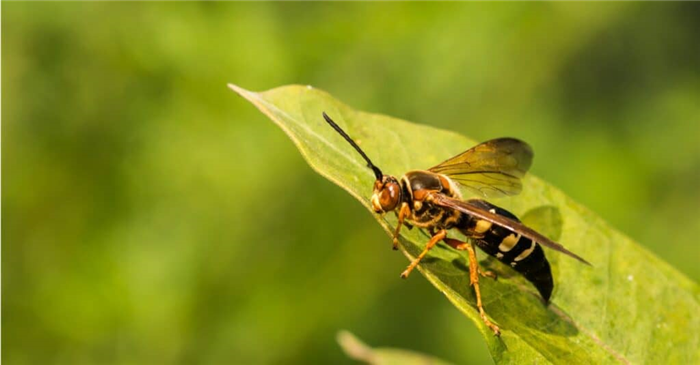 Largest Wasps - Cicada Killer