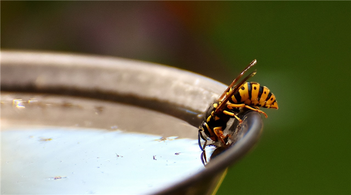 what do wasps eat. and here is one drinking water