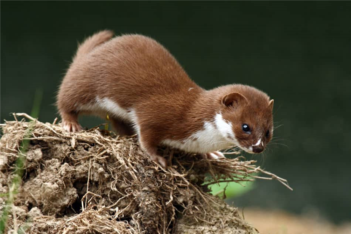 Weasel