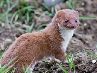 Least weasel