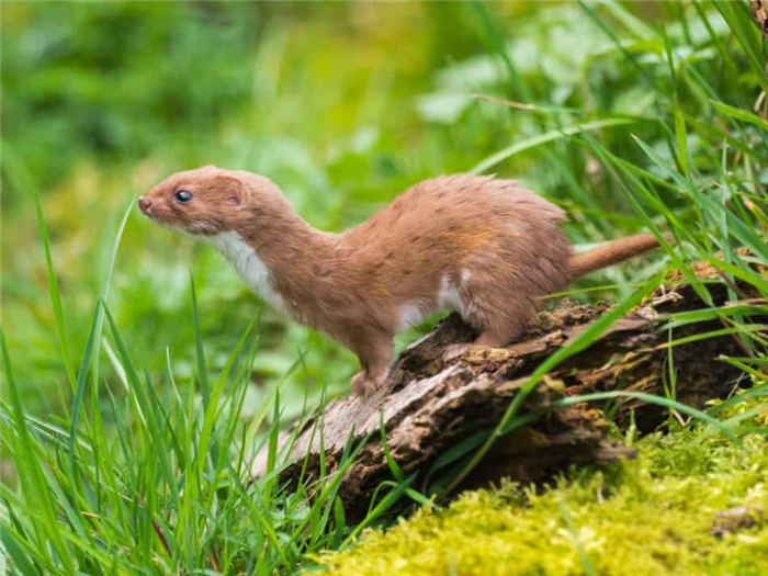 Weasel