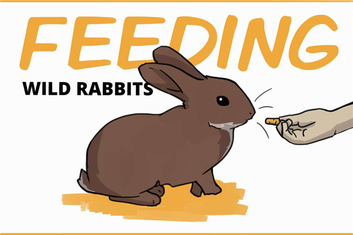 feeding wild rabbits