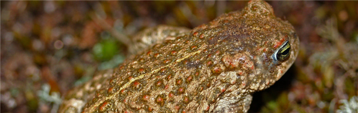 Natterjack Toad