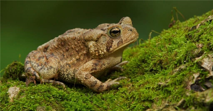 Eastern American Toad sitting on moss at the water