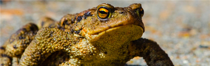 Help Toads UK