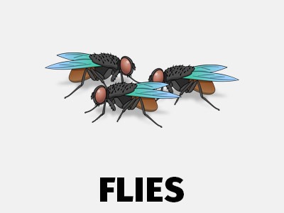 Flies