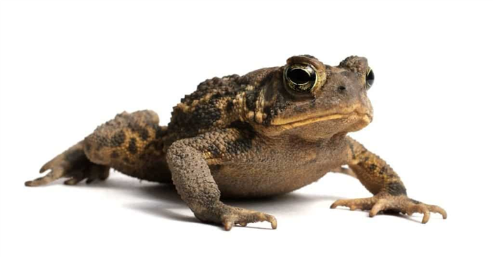 American Toad isolated on a white background.