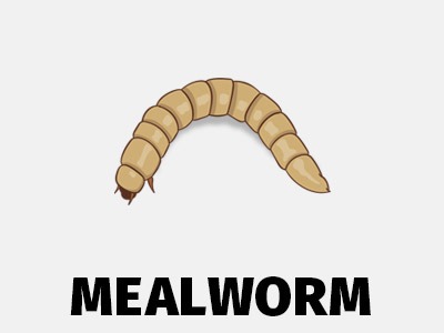 Mealworm